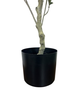 Petit Olivier avec Pot - 83cm