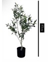 Petit Olivier avec Pot - 83cm