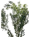 Plante Artificielle Olivier - H 2.4m