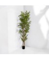 Plante Artificielle Bambou - H 2.1m