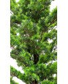 Arbre Artificiel - H 2M